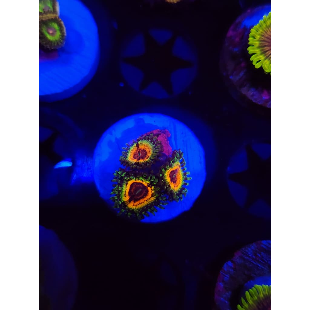 Little Shops of Horror Zoanthid Frag WYSIWYG!
