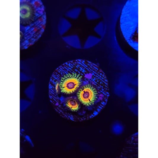 Little Shops of Horror Zoanthid Frag WYSIWYG!