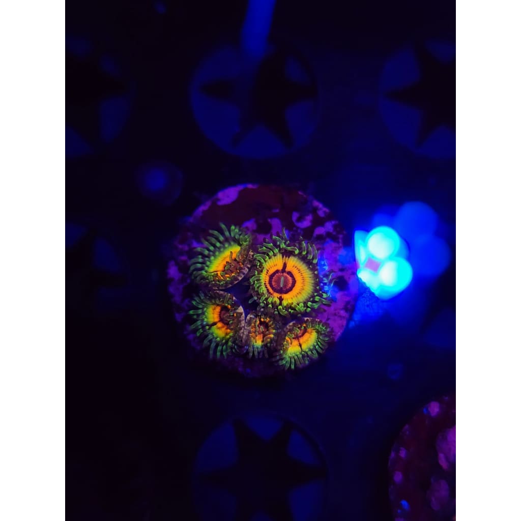 Little Shops of Horror Zoanthid Frag WYSIWYG!
