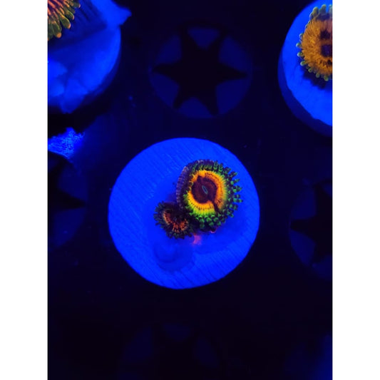 Little Shops of Horror Zoanthid Frag WYSIWYG!