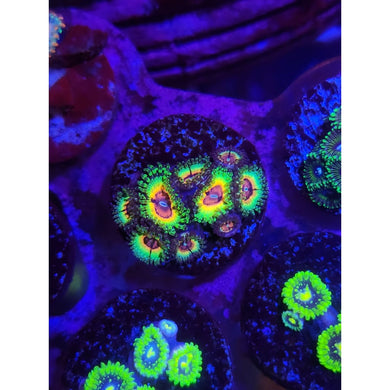 Little Shops of Horror Zoanthid Frag WYSIWYG!