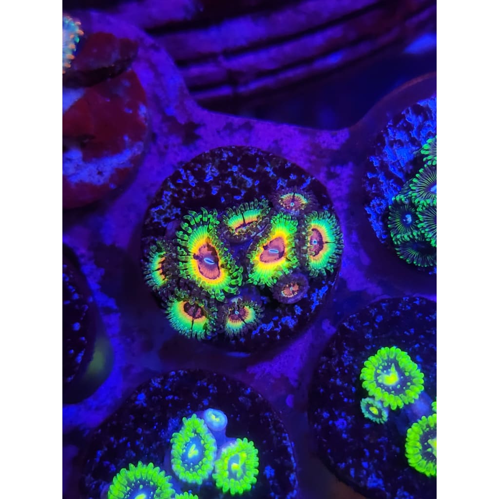 Little Shops of Horror Zoanthid Frag WYSIWYG!