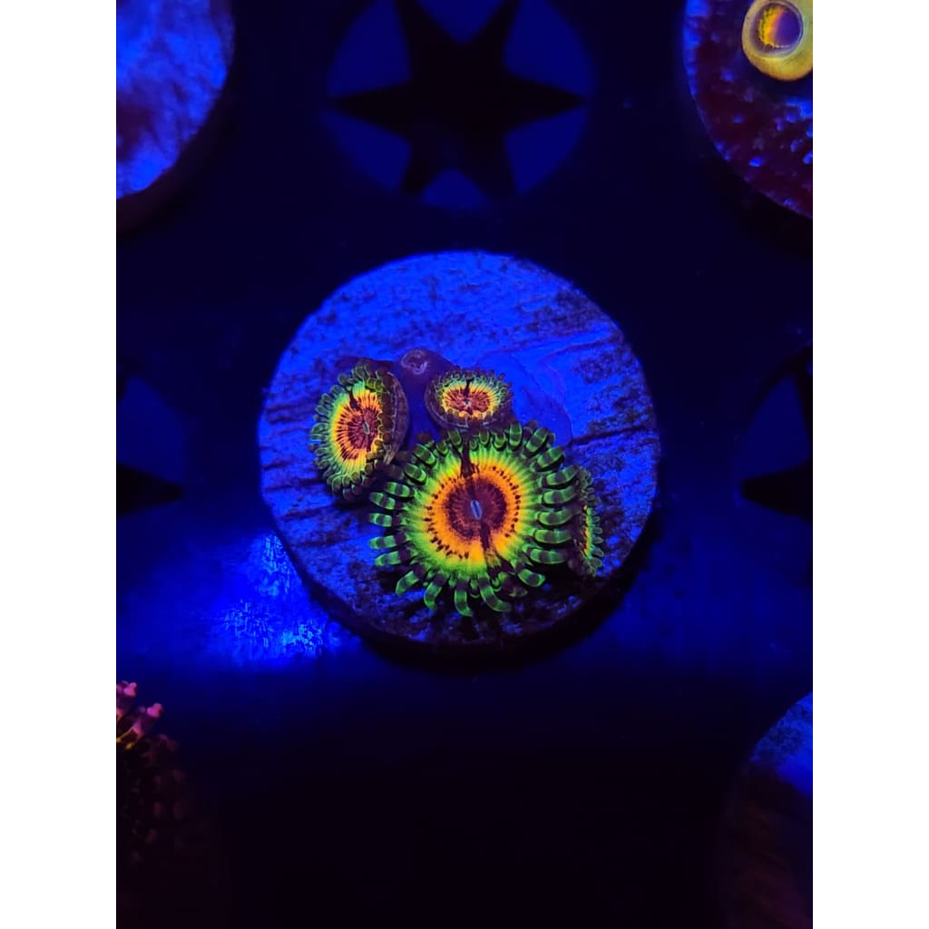 Little Shops of Horror Zoanthid Frag WYSIWYG!
