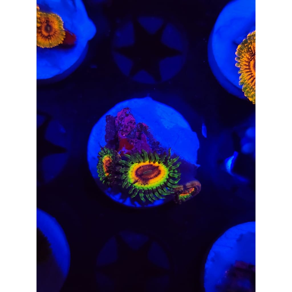 Little Shops of Horror Zoanthid Frag WYSIWYG!