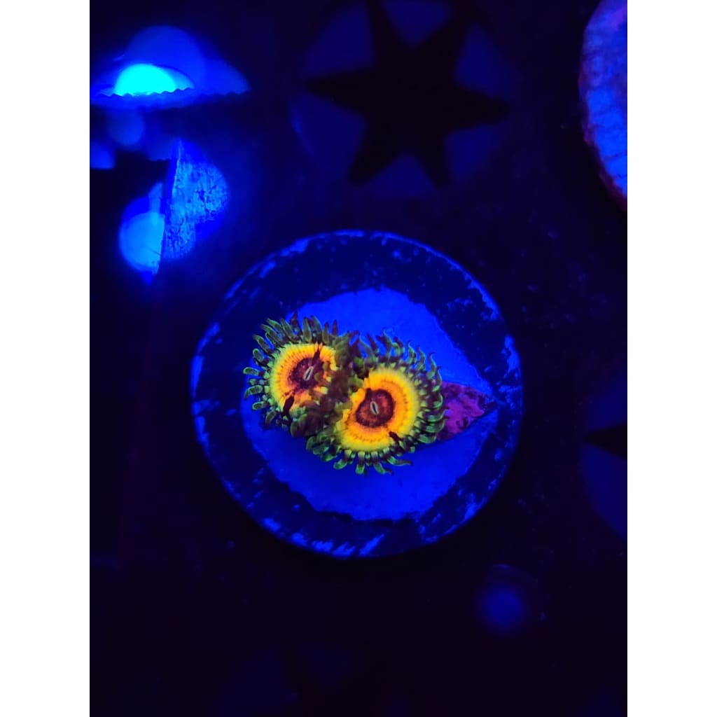 Little Shops of Horror Zoanthid Frag WYSIWYG!