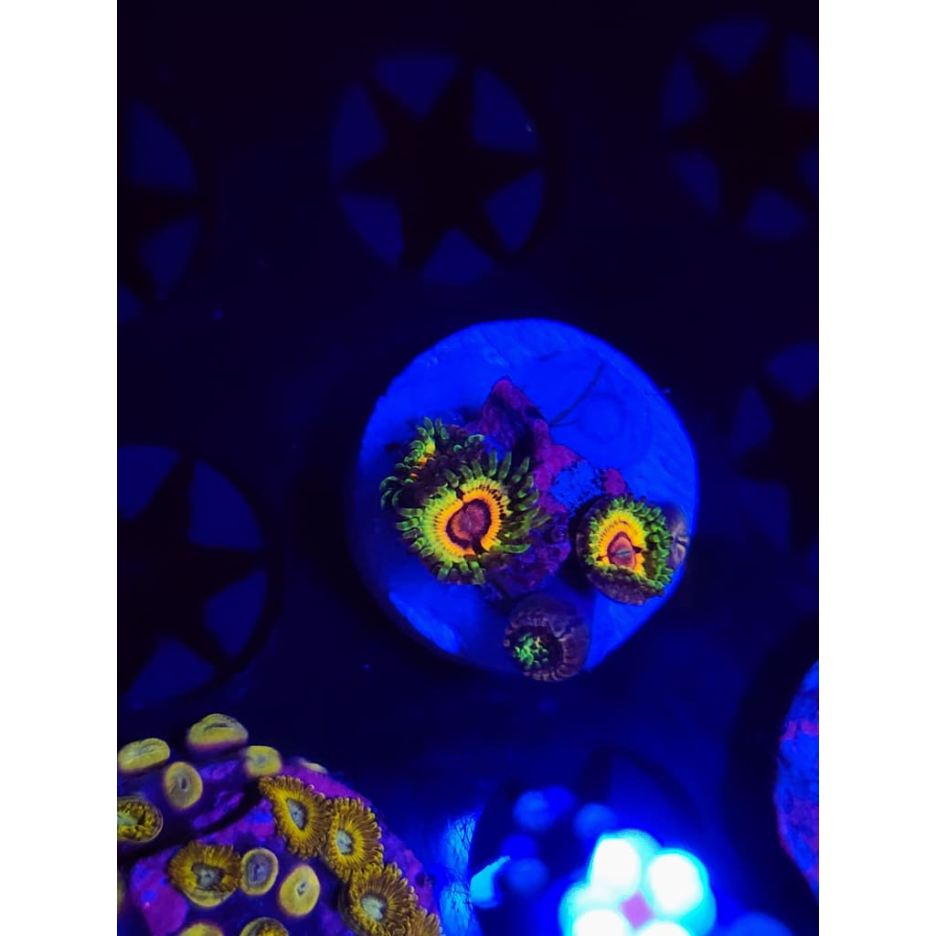 Little Shops of Horror Zoanthid Frag WYSIYWG!