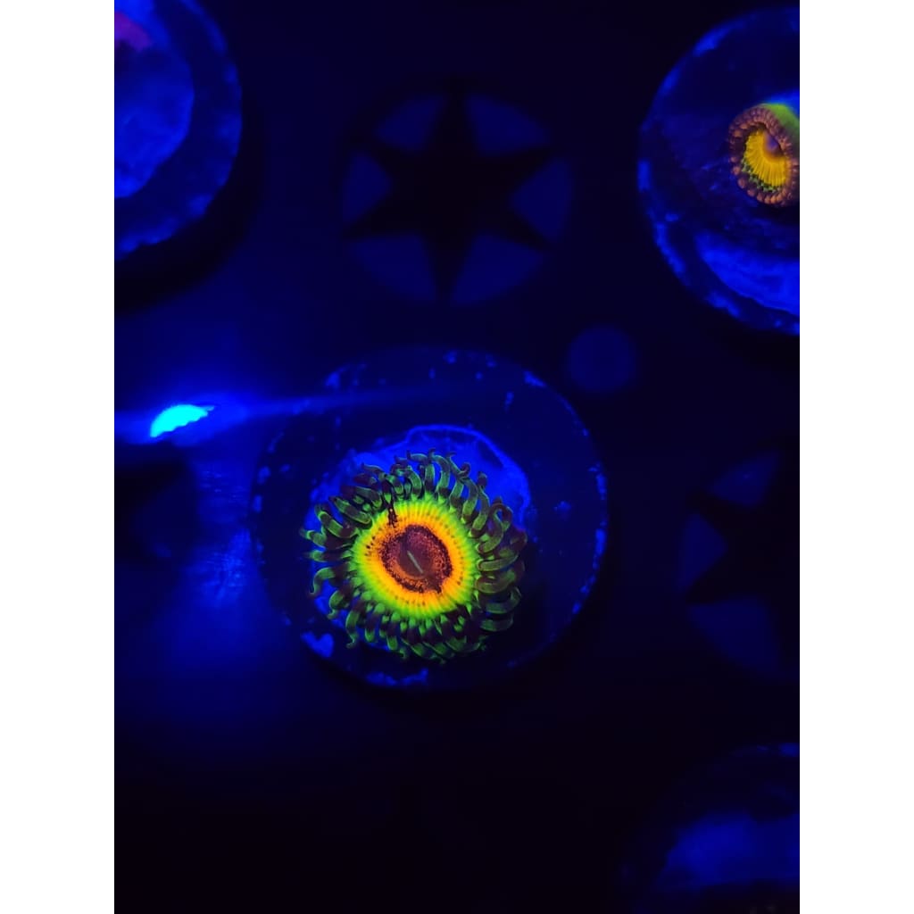 Little Shops Of Horrors Zoanthid Frag WYSIWYG!