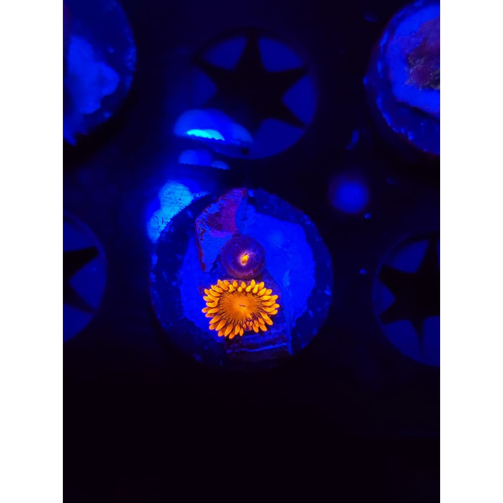 Lorax Zoanthid Frag WYSIWYG!