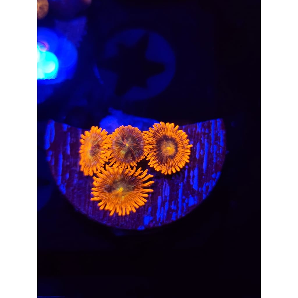 Lorax Zoanthid Frag WYSIWYG!
