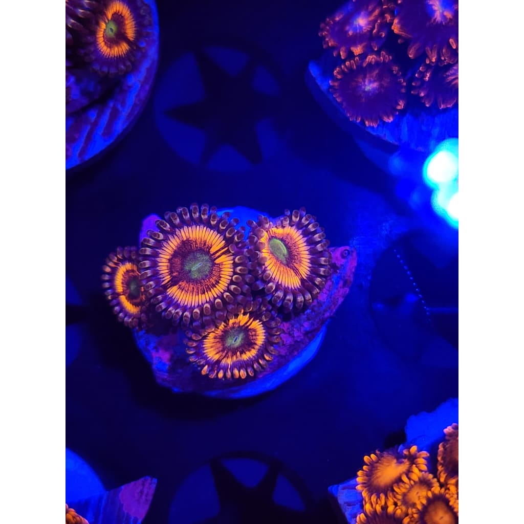 Lord of the Rings Zoanthid Frag WYSIWYG!