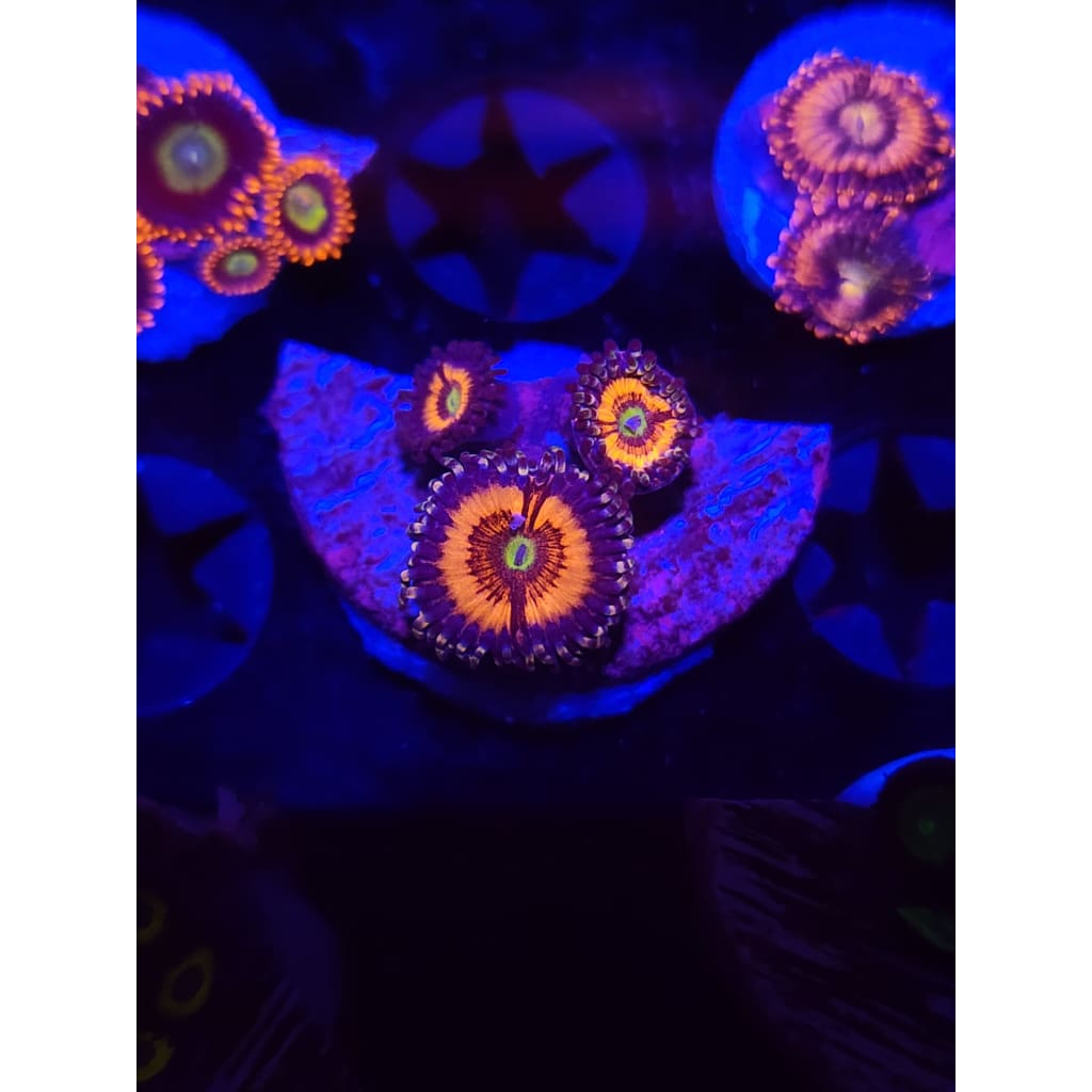Lord of the Rings Zoanthid Frag WYSIWYG!