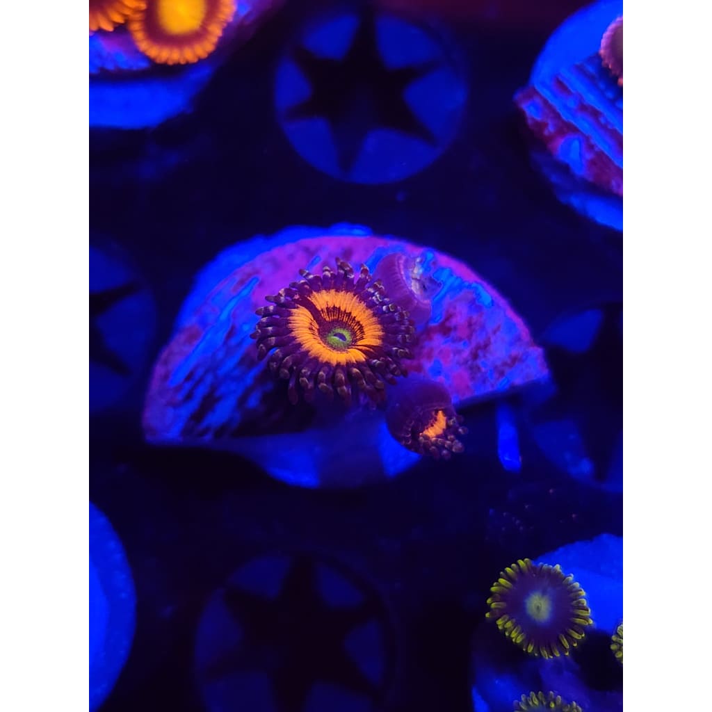 Lord of the Rings Zoanthid Frag WYSIWYG!