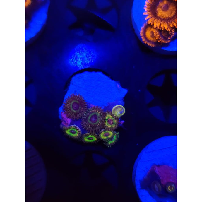 Luigi’s Mansion Zoanthid Colony WYSIWYG!