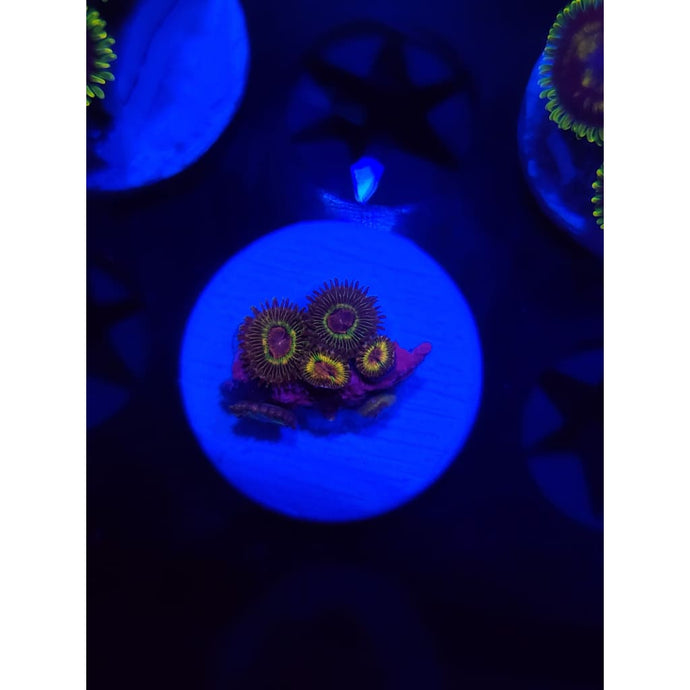 Luigi’s Mansion Zoanthid Frag WYSIWYG!
