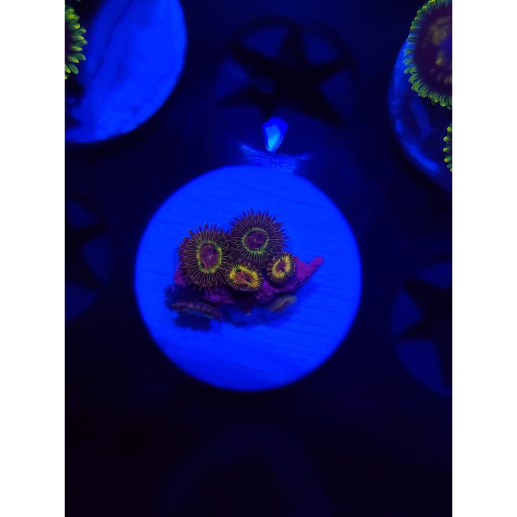 Luigi’s Mansion Zoanthid Frag WYSIWYG!