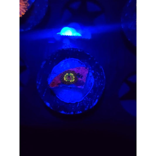 Luigi’s Mansion Zoanthid Frag WYSIWYG!