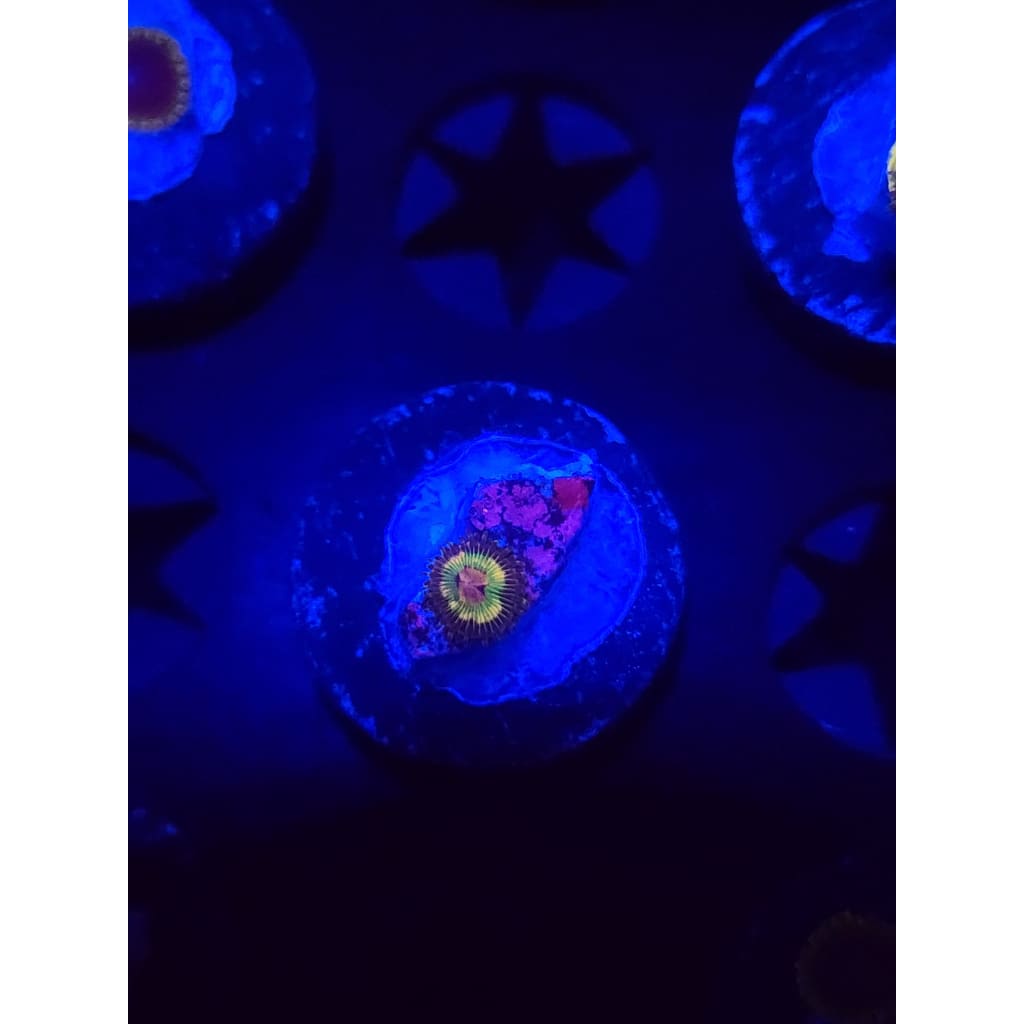 Luigi’s Mansion Zoanthid Frag WYSIWYG!