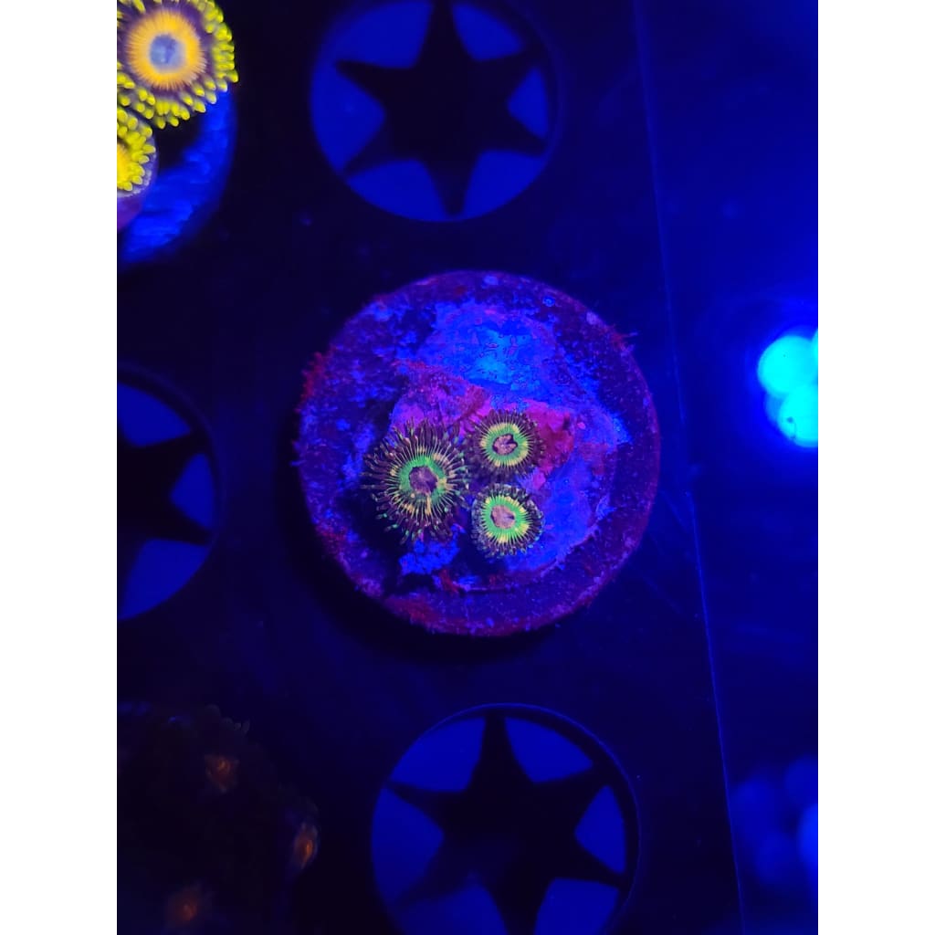 Luigi’s Mansion Zoanthid Frag WYSIWYG!