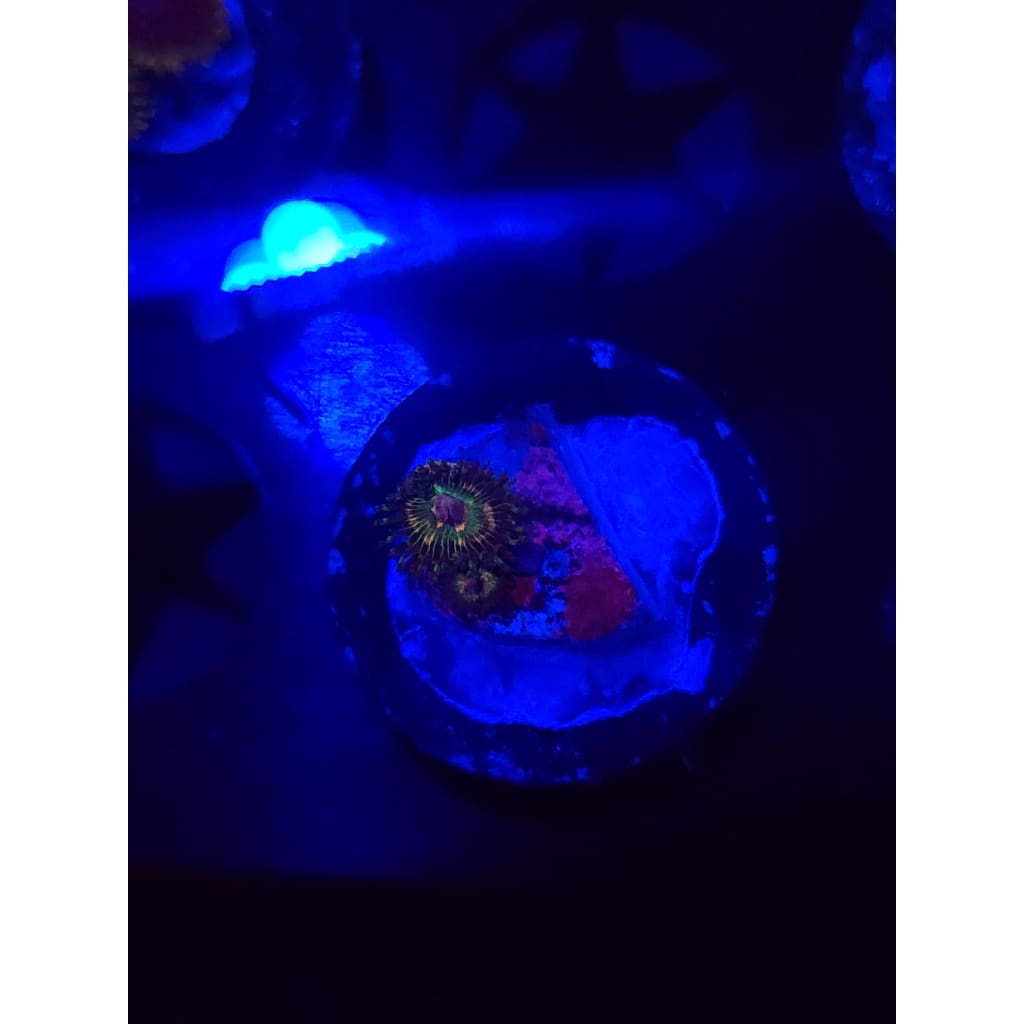 Luigi’s Mansion Zoanthid Frag WYSIWYG!