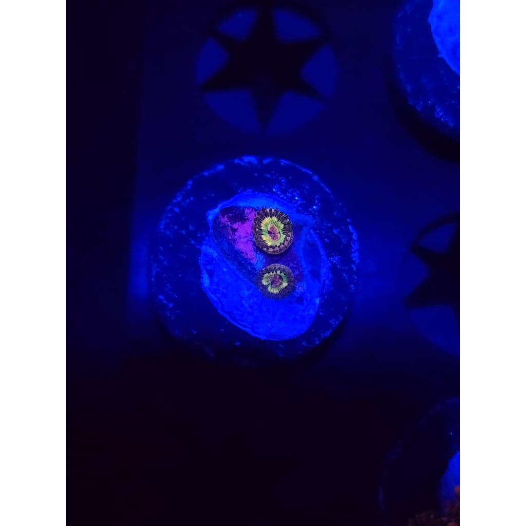 Luigi’s Mansion Zoanthid Frag WYSIWYG!