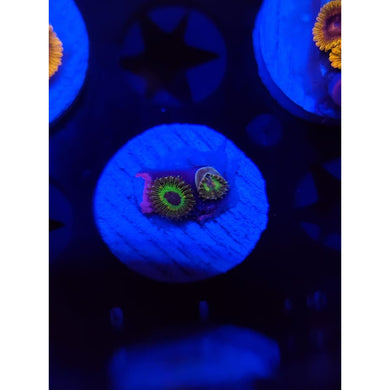 Luigi’s Mansion Zoanthid Frag WYSIWYG!