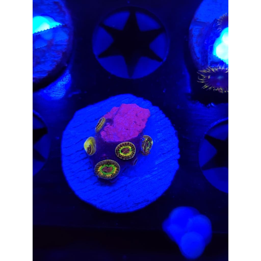 Luigi’s Mansion Zoanthid Frag WYSIWYG!