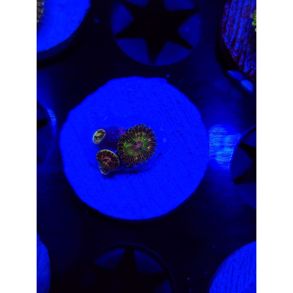 Luigi’s Mansion Zoanthid Frag WYSIWYG!