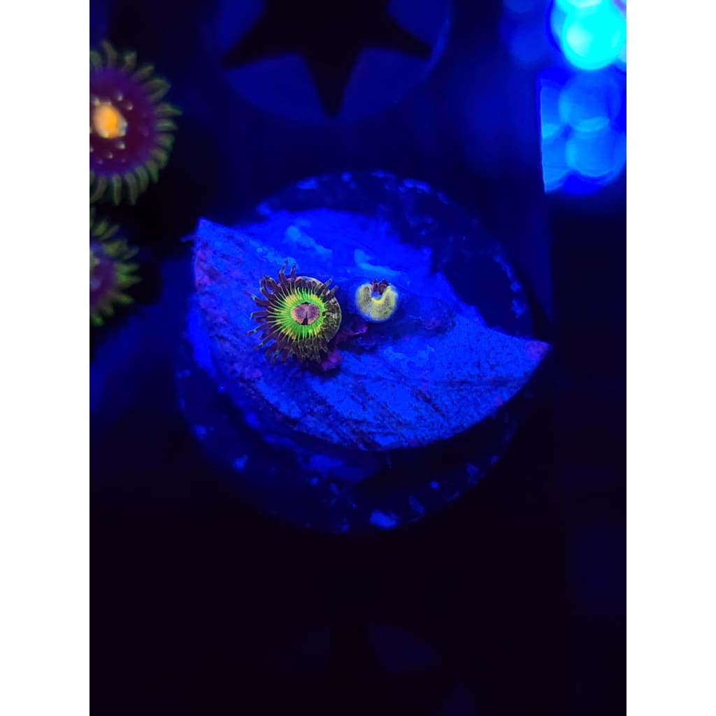 Luigi’s Mansion Zoanthid Frag WYSIWYG!