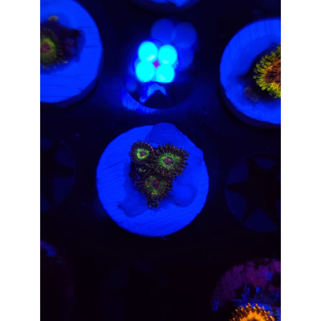 Luigi’s Mansion Zoanthid Frag WYSIWYG!