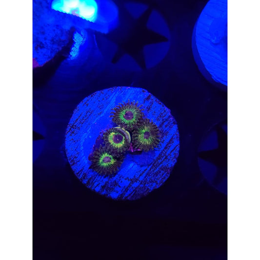 Luigi’s Mansion Zoanthid Frag WYSIWYG!
