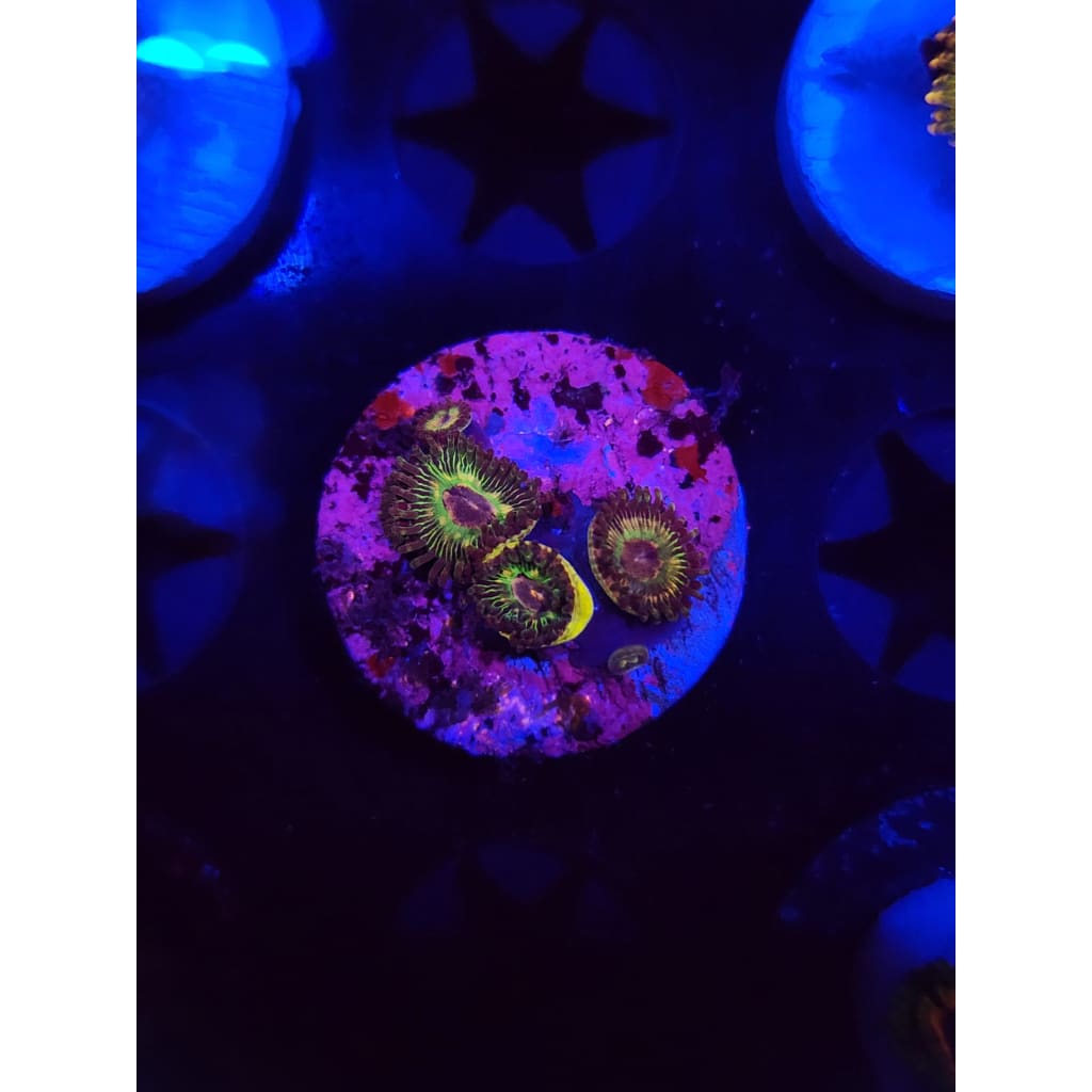 Luigi’s Mansion Zoanthid Frag WYSIWYG!