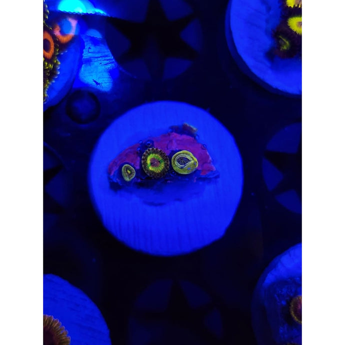 Luigi’s Mansion Zoanthid Frag WYSIWYG!