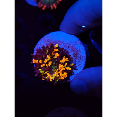 Magic Carpet Bounce Mushroom WYSIWYG!