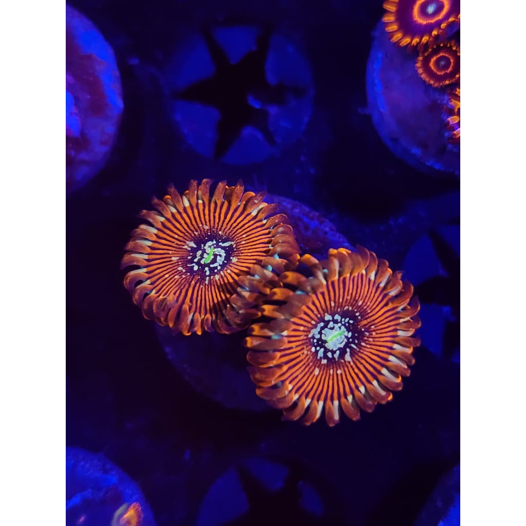 Magician Zoanthid Frag WYSIWYG!