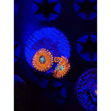 Magician Zoanthid Frag WYSIWYG!