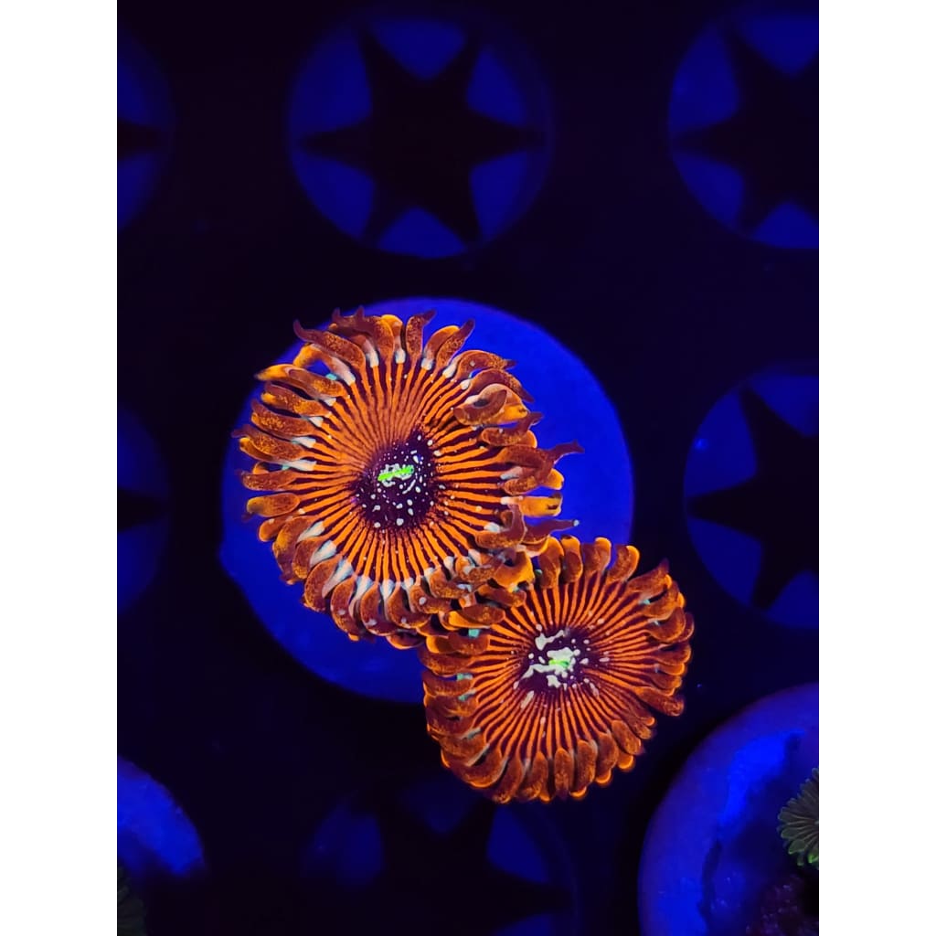 Magician Zoanthid Frag WYSIWYG!