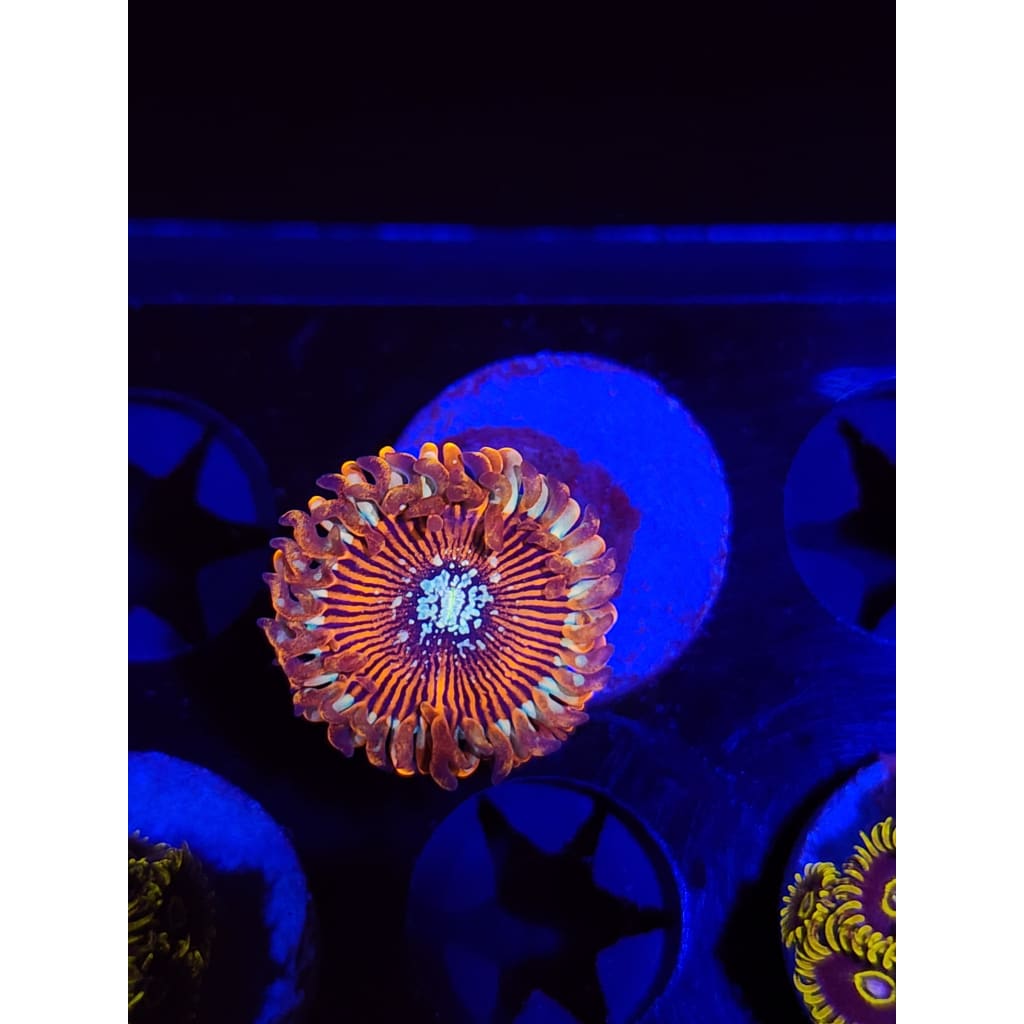 Magician Zoanthid Frag WYSIWYG!