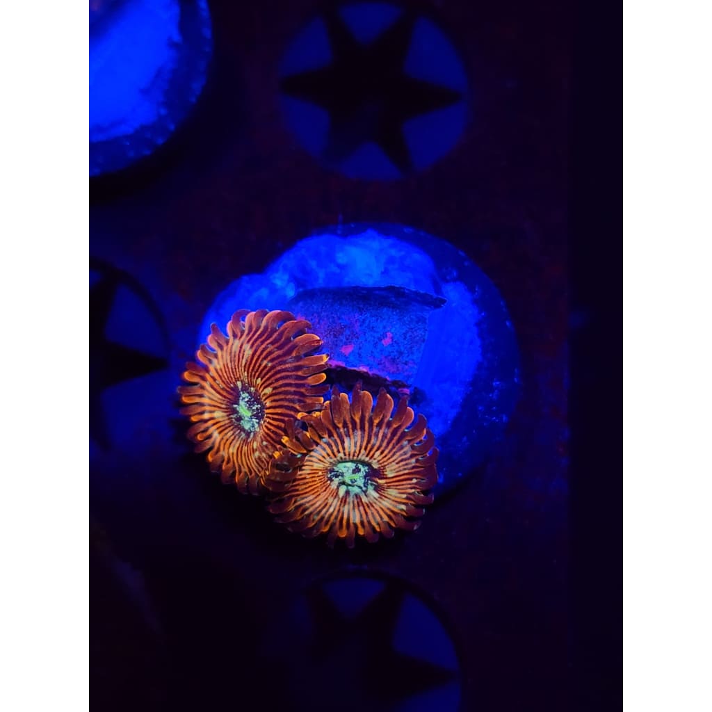 Magician Zoanthid Frag WYSIWYG!