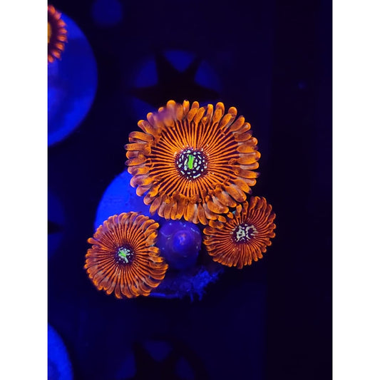 Magician Zoanthid Frag WYSIWYG!
