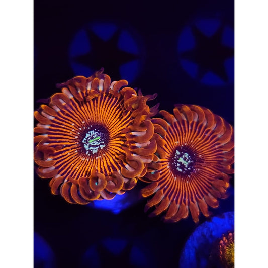 Magician Zoanthid Frag WYSIWYG!