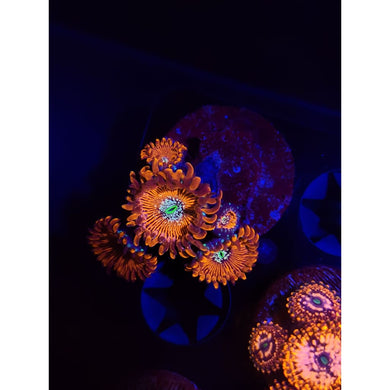 Magician Zoanthid Frag WYSIWYG!