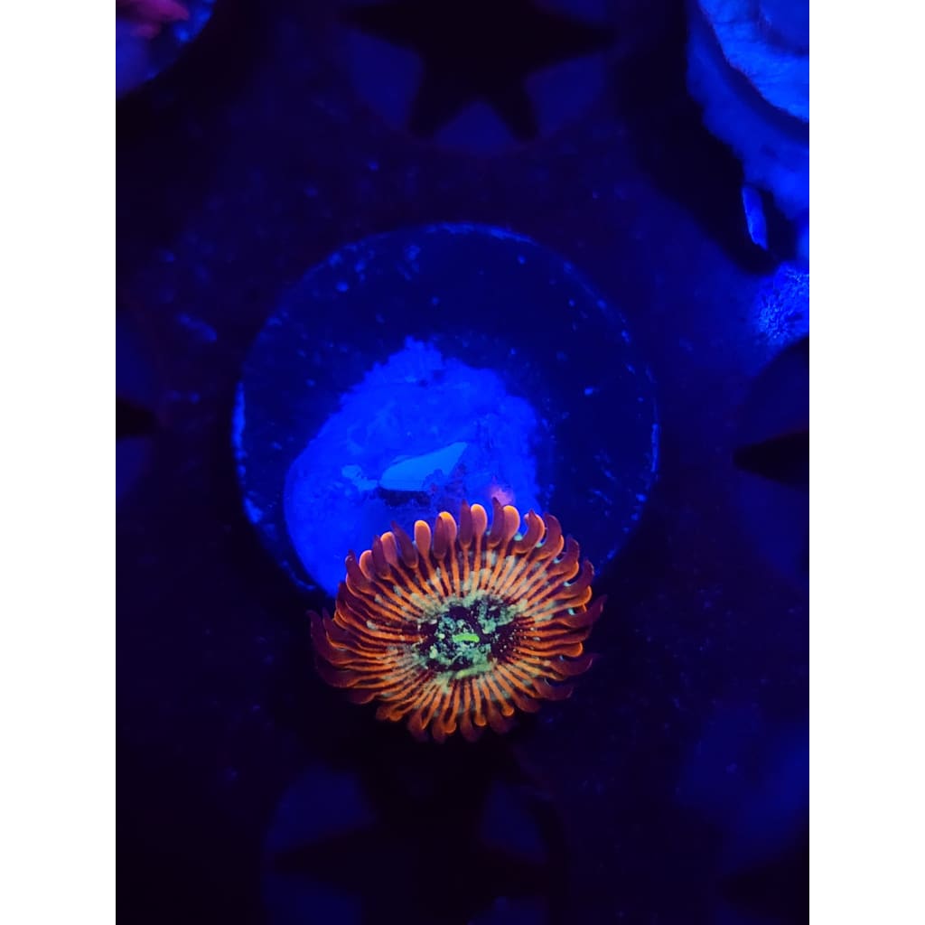 Magician Zoanthid Frag WYSIWYG!