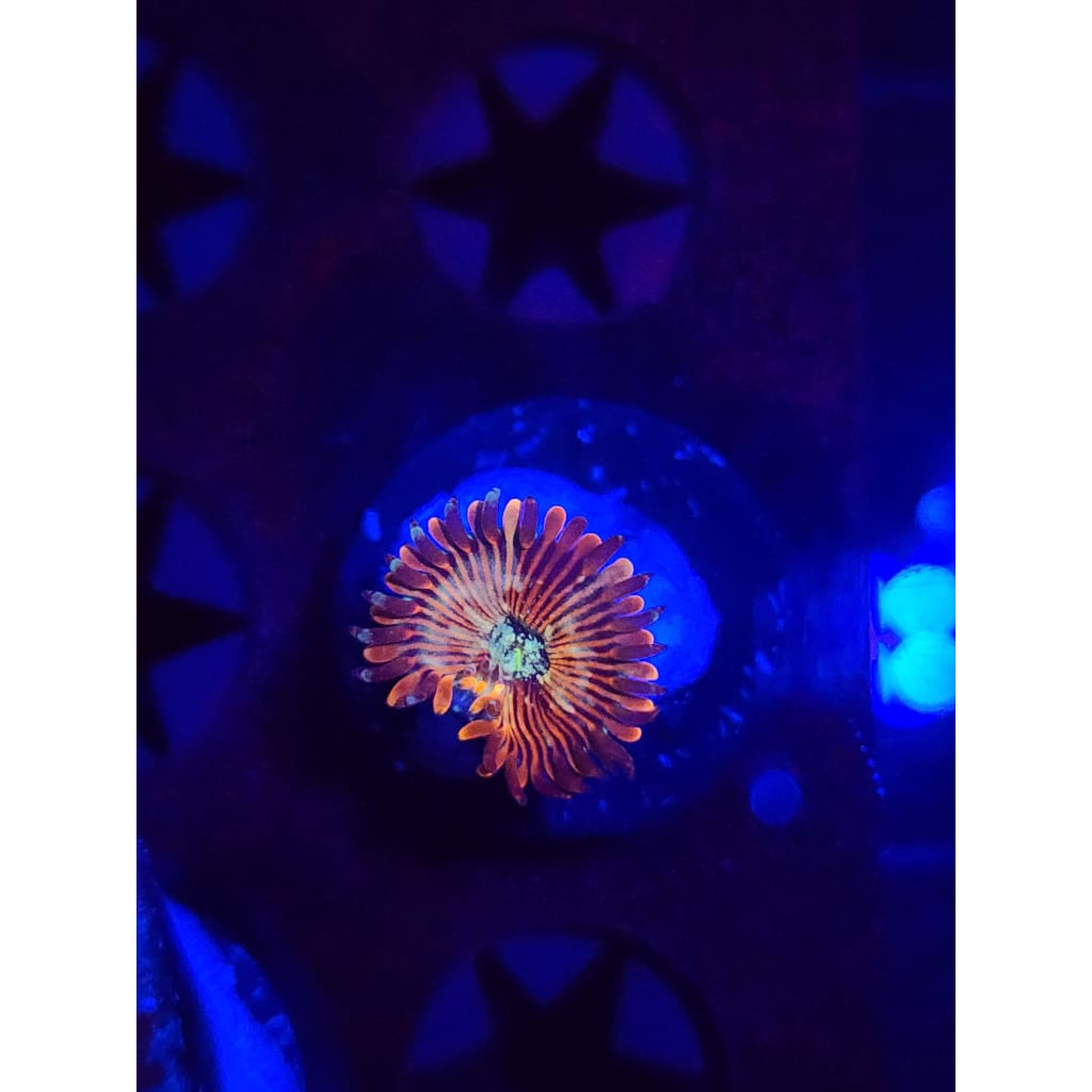 Magician Zoanthid Frag WYSIWYG!