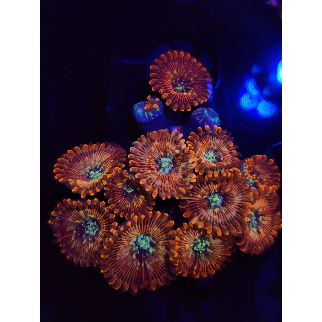 Magician Zoanthid Frag WYSIWYG!