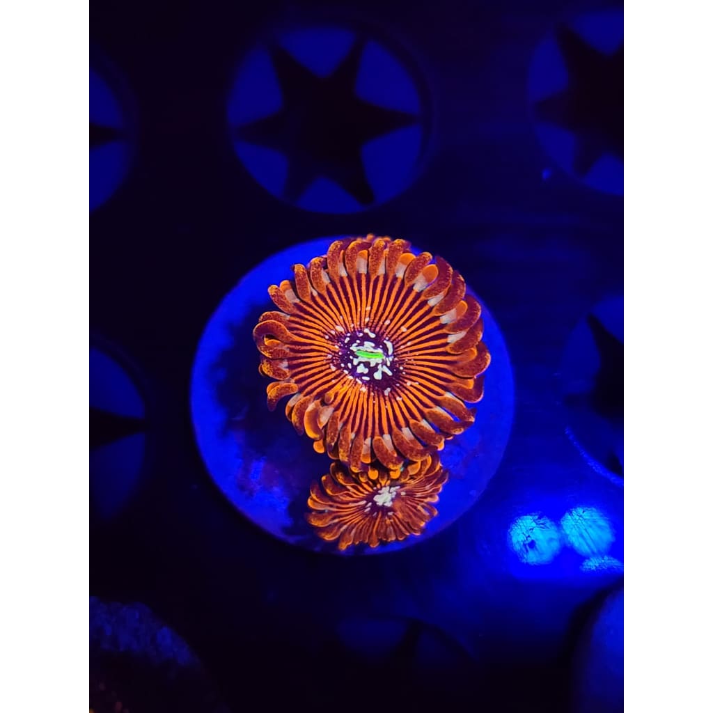 Magician Zoanthid Frag WYSIWYG!