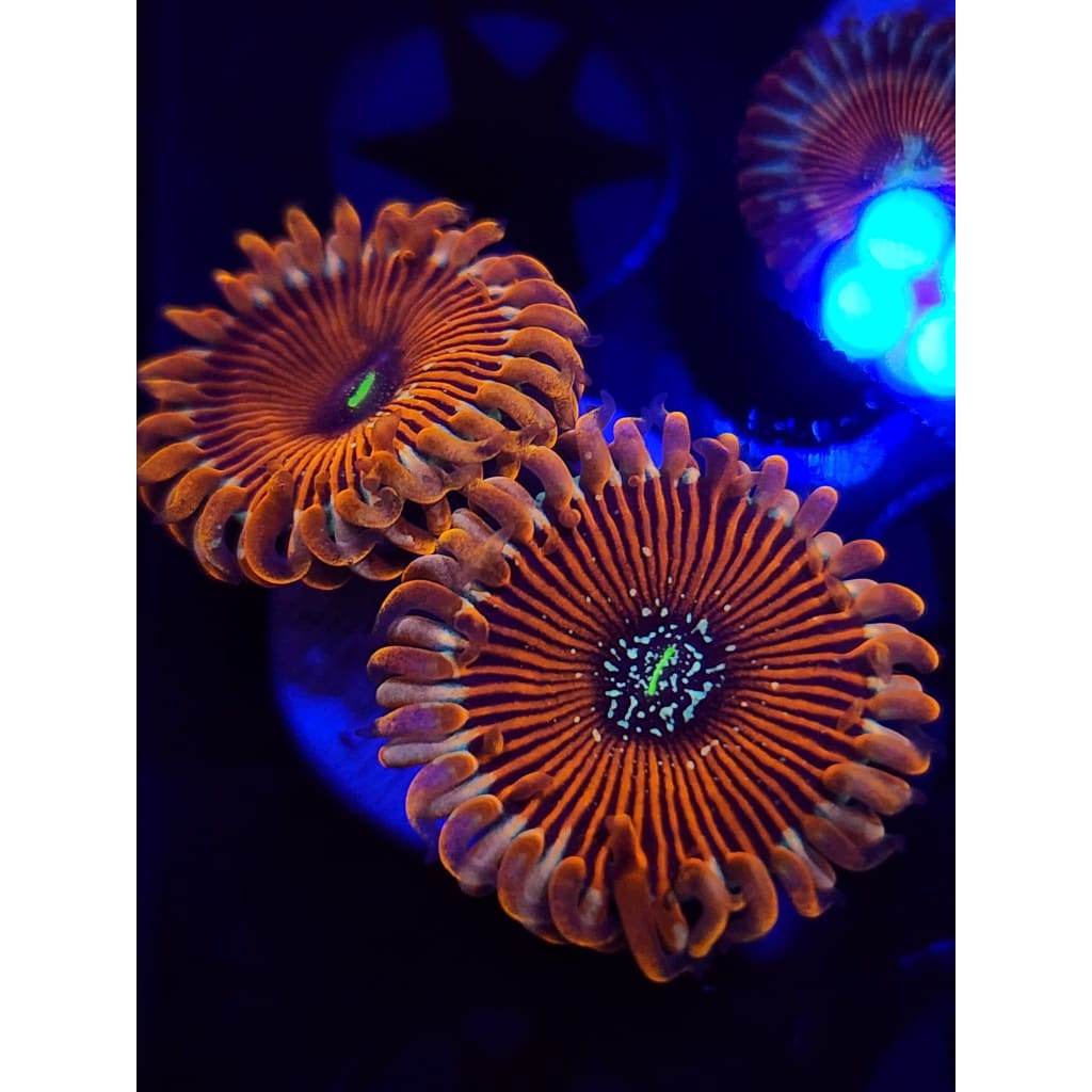 Magicians Zoanthid Frag WYSIWYG!