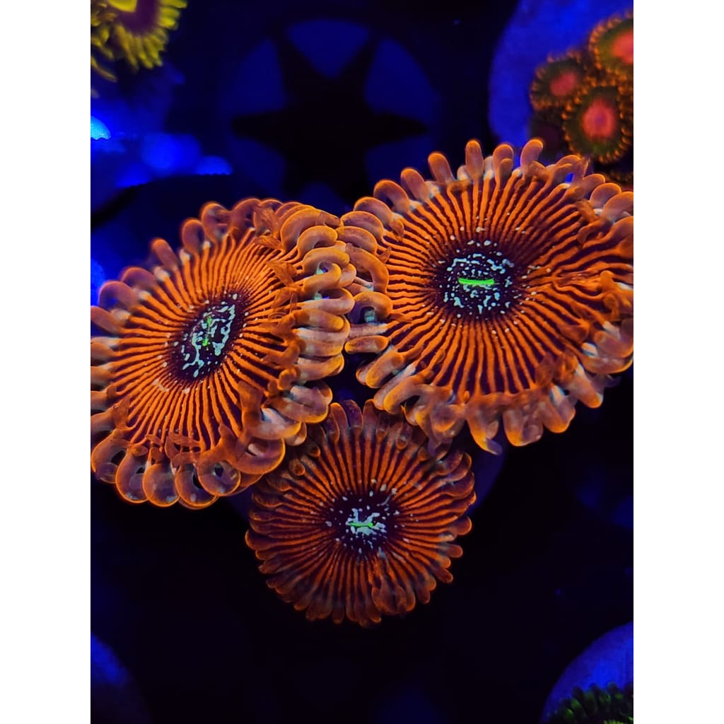 Magicians Zoanthid Frag WYSIWYG!