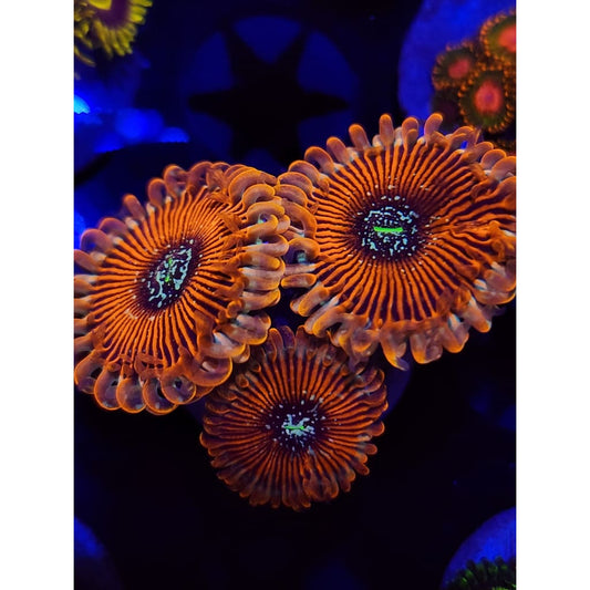 Magicians Zoanthid Frag WYSIWYG!