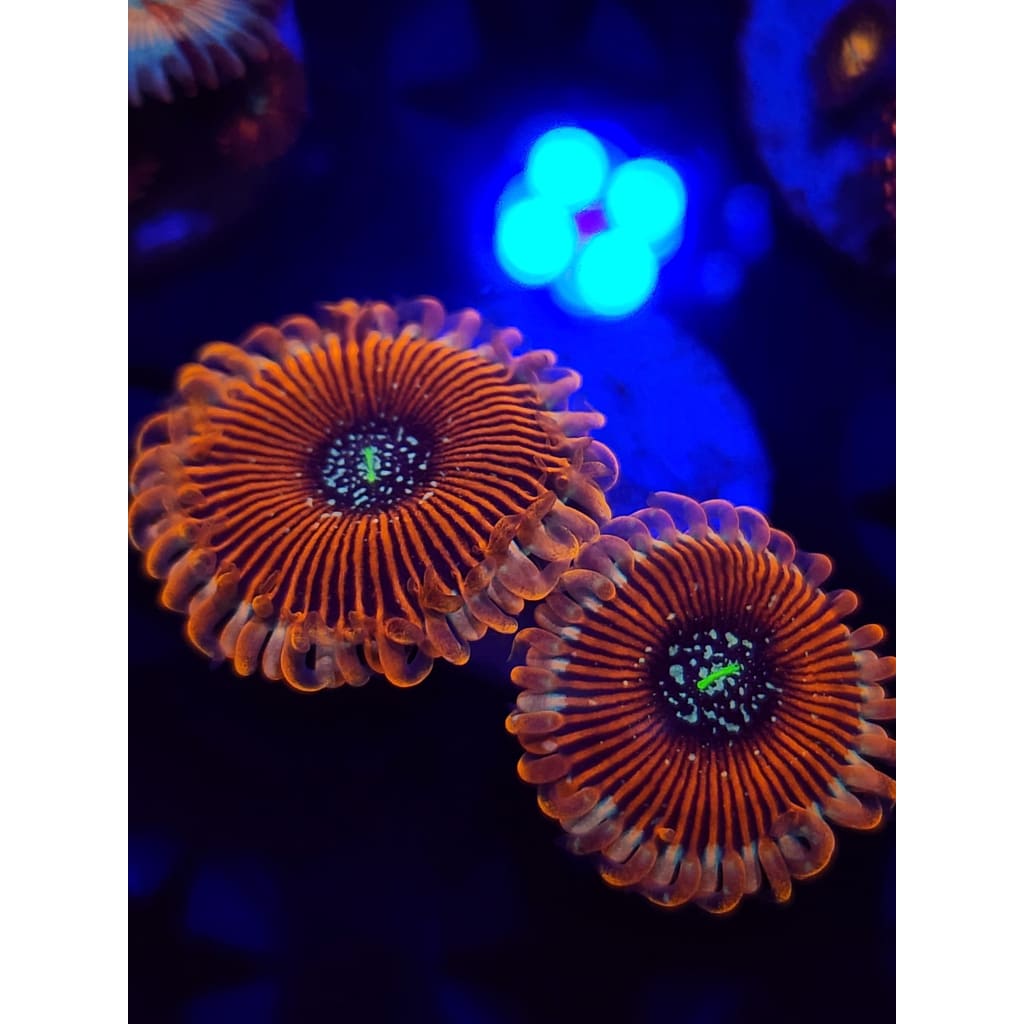 Magicians Zoanthid Frag WYSIYWG!