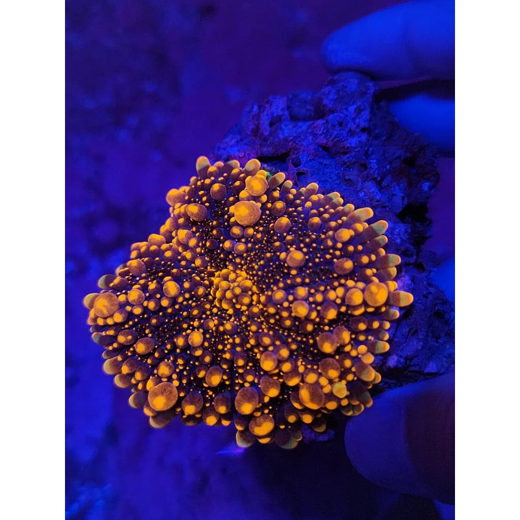 Mama King Kong Bounce Mushroom WYSIWYG!
